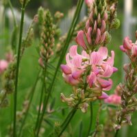 Onobrychis viciifolia