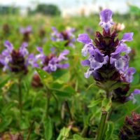 Prunella vulgaris_Jun11 322